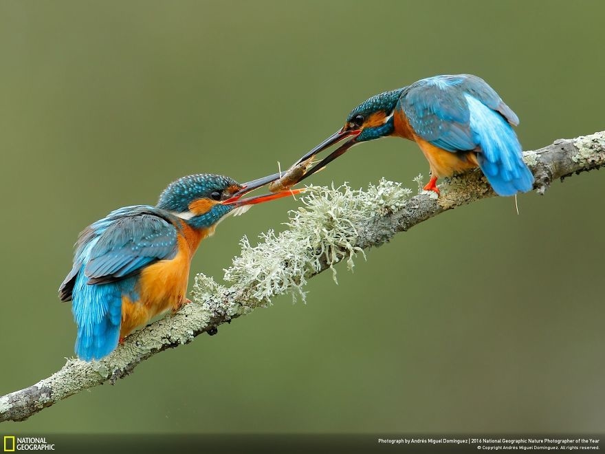 Лучшие снимки природы с фотоконкурса National Geographic
